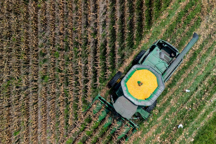 a green tractor with yellow top moves through a field of corn