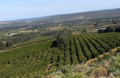 A large area filled with hundreds of well grown orange trees.