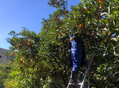 A worker in blue overalls, face obscured behind orange tree branches, stands half way up a ladder picking the fruit.