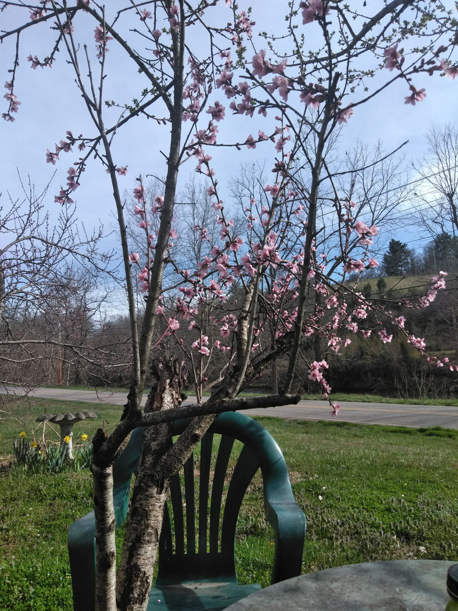 A young tree with thin branches blossoms with pink flowers. It stands next to a green lawn chair.