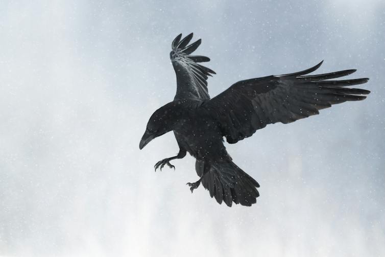 A silhouette of a raven coming in to land against a light background.