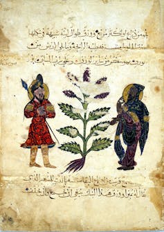 A medieval illustration of two men and a betony plant with purple flowers