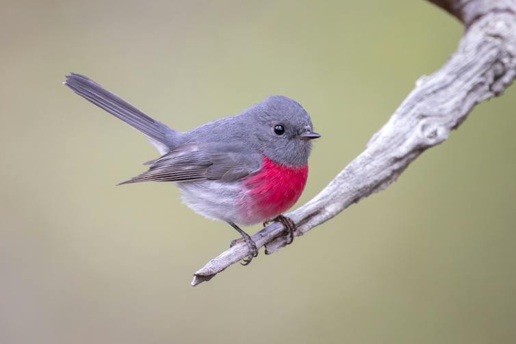 A tiny pink and grey bird perched on a branch.