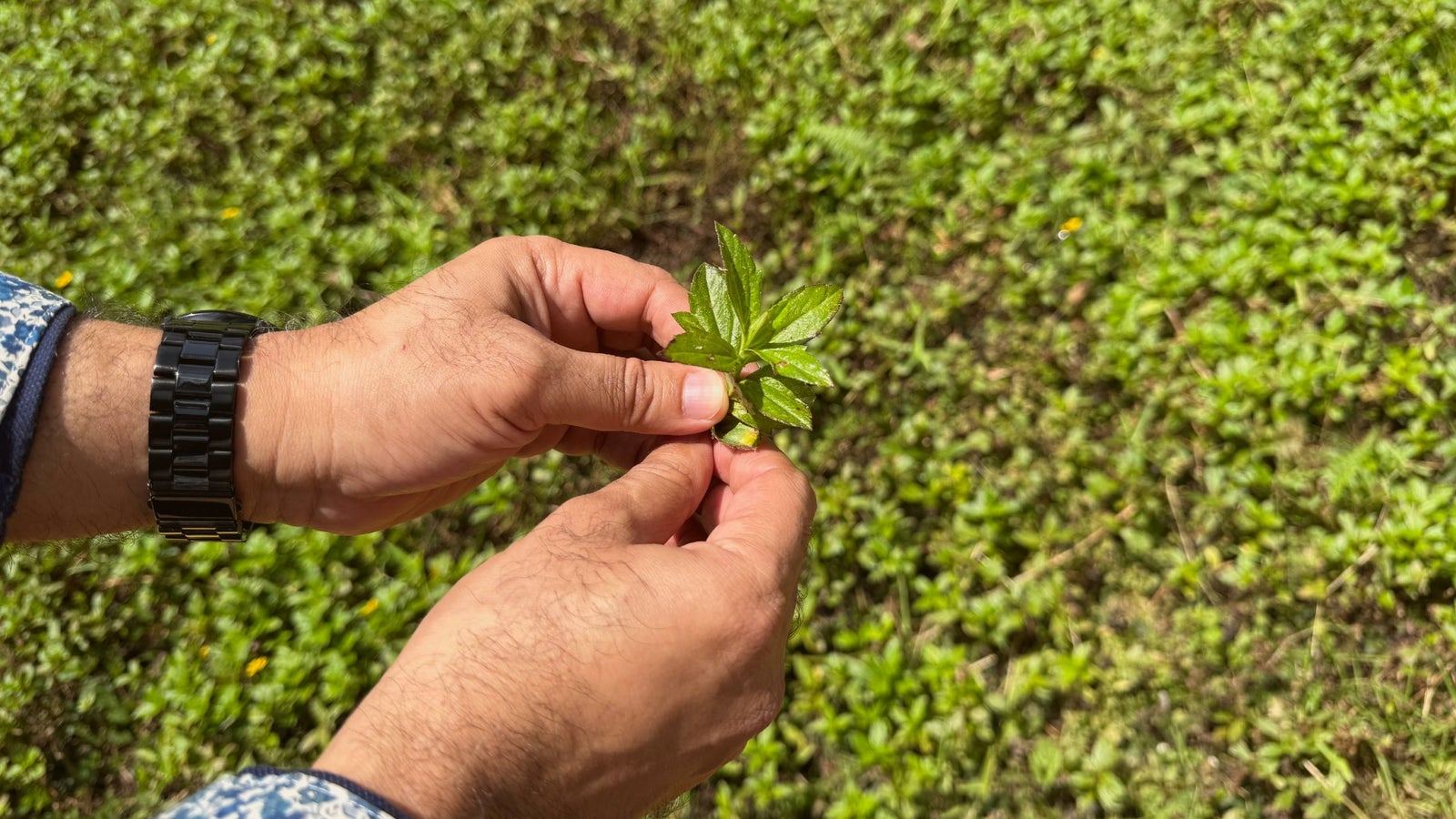 A person holding a green leaf between their fingers, with a grassy background