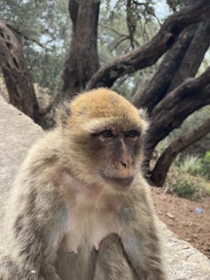 a small primate with light brown/beige fur