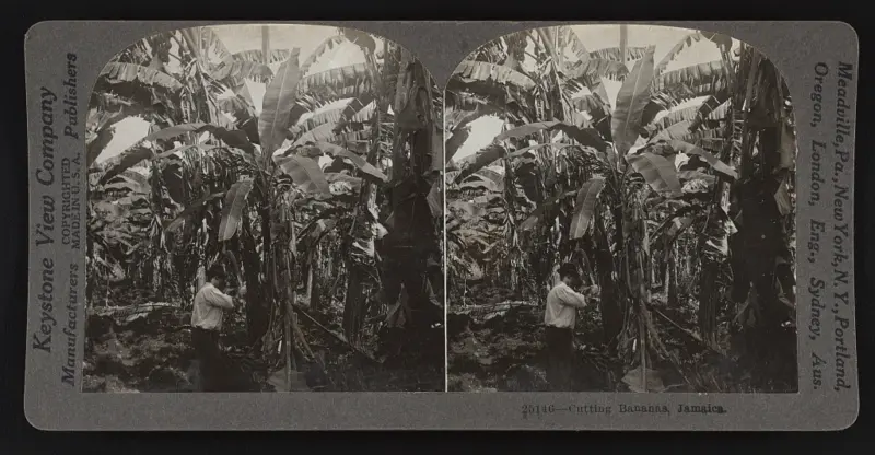 Banana farming in Jamaica