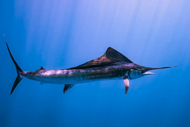 a swordfish in water lit by sunlight