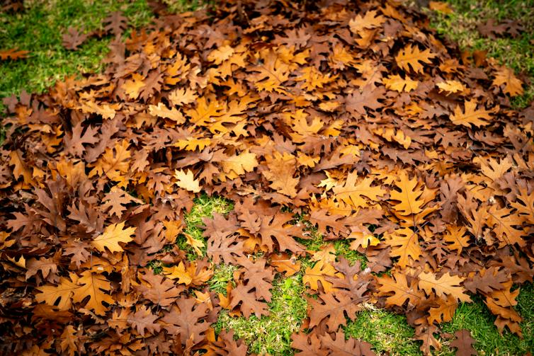 Fallen leaves spread across a grassy area.